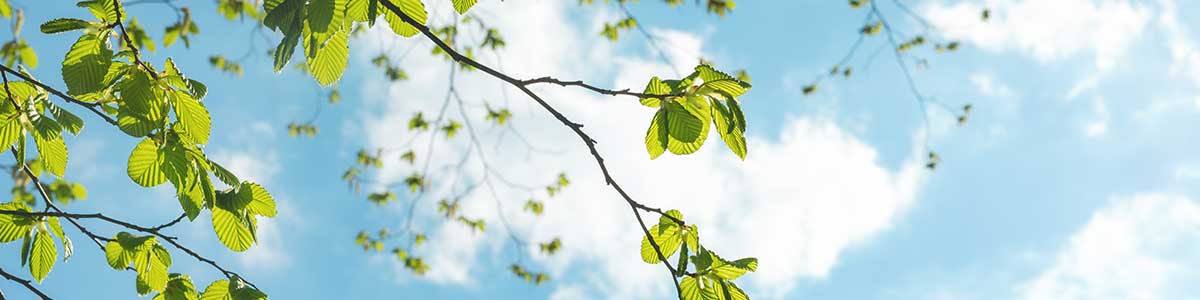 trees-3 trees-3